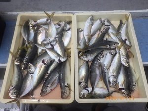 アジ(マアジ)