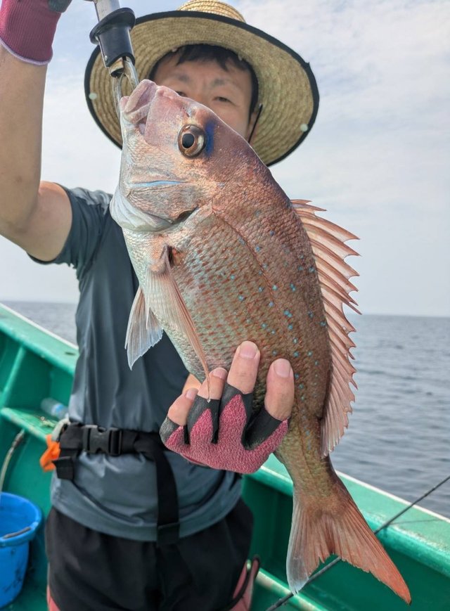 マダイ