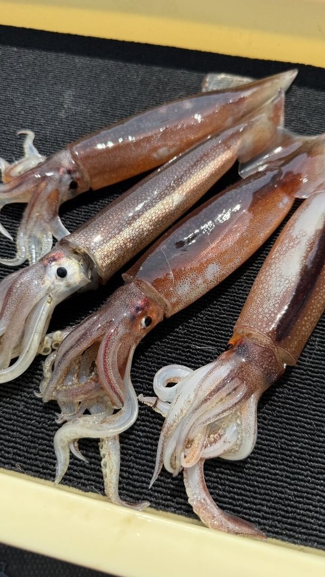 スルメイカ