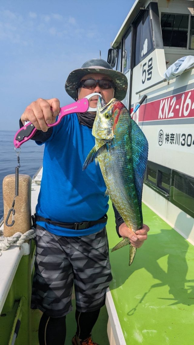 シイラ