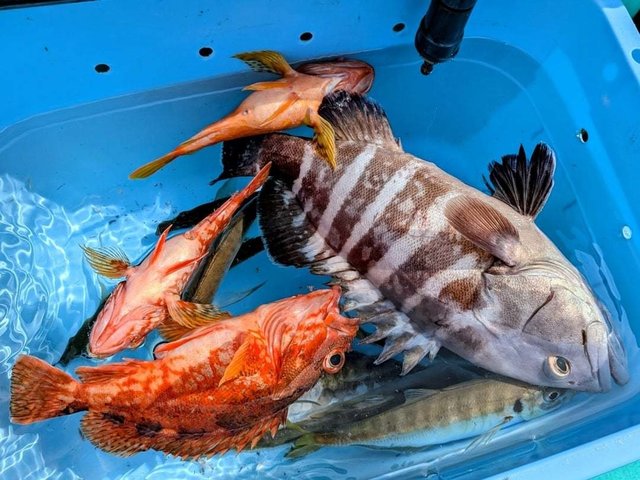 イサキ・カサゴ・カマス(アカカマス)