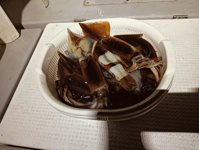 スルメイカ