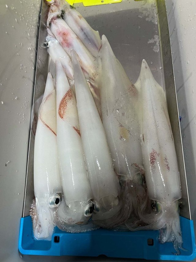 ケンサキイカ