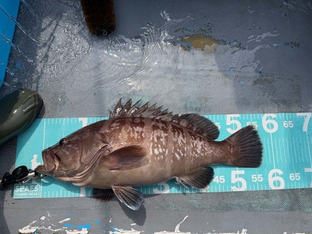 マハタ