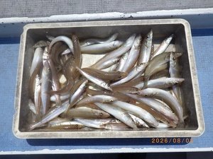 シロギス