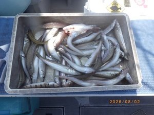 シロギス