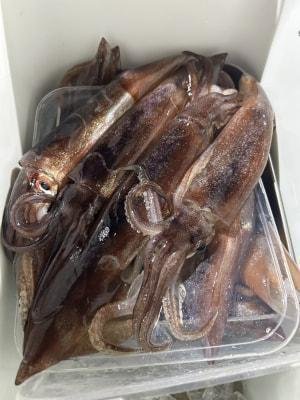 スルメイカ