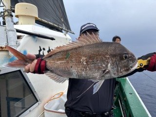 マダイ