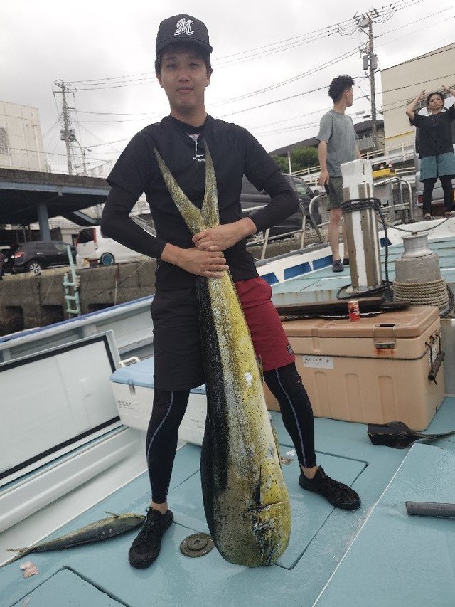 シイラ