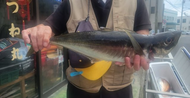 アジ(マアジ)