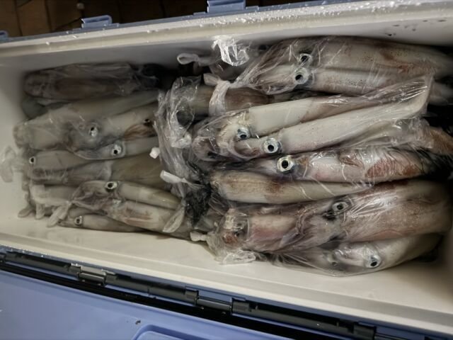 ケンサキイカ