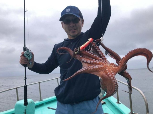 タコ(マダコ)