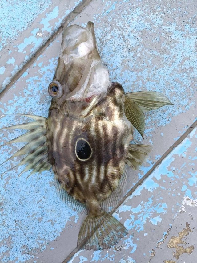 マトウダイ