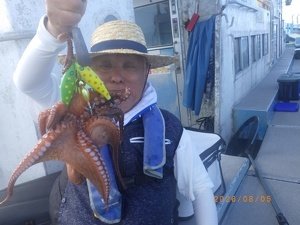 マダコ
