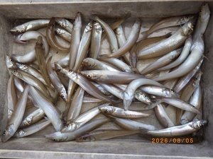 シロギス