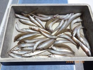 シロギス