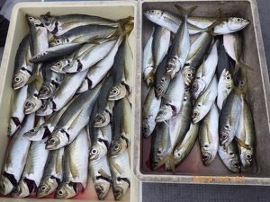 アジ(マアジ)