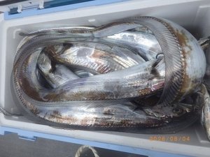 タチウオ