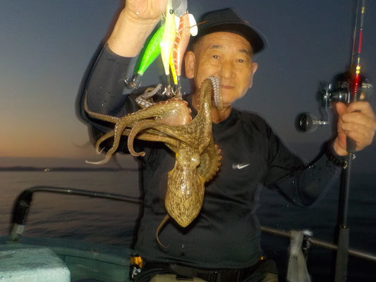 マダコ