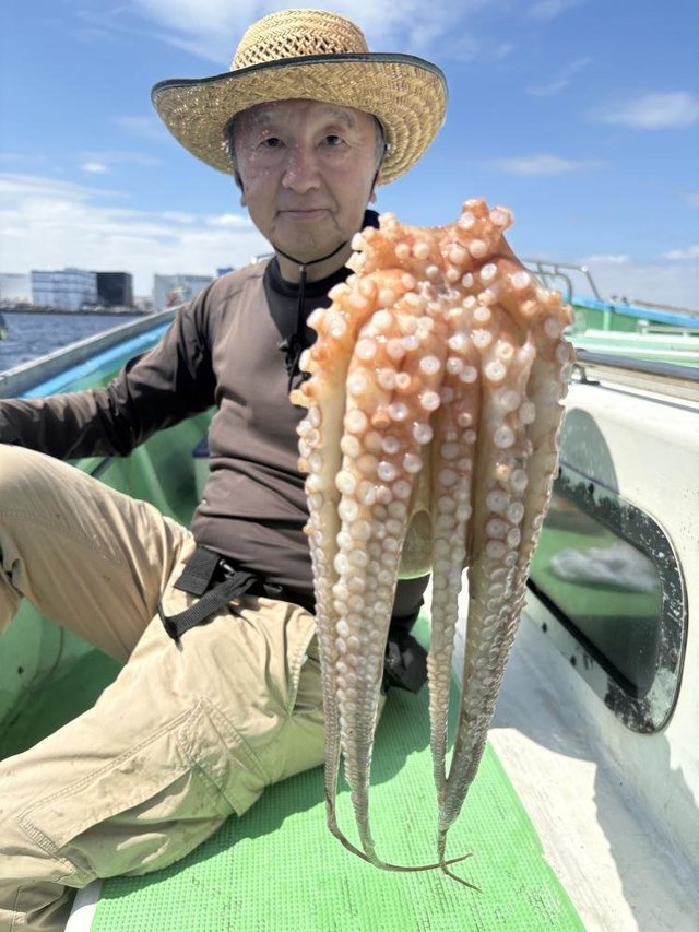 マダコ