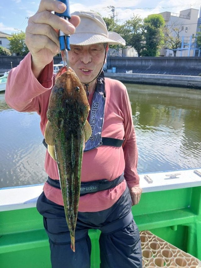 マゴチ