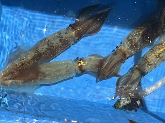 ケンサキイカ