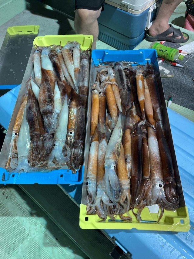 スルメイカ
