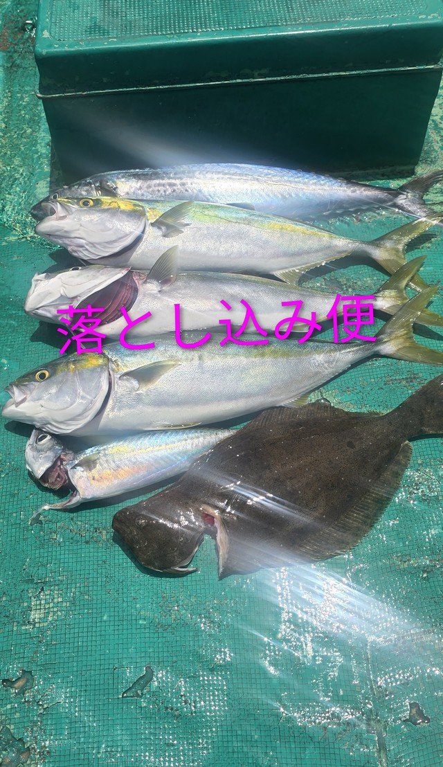 ハマチ(ブリ)
