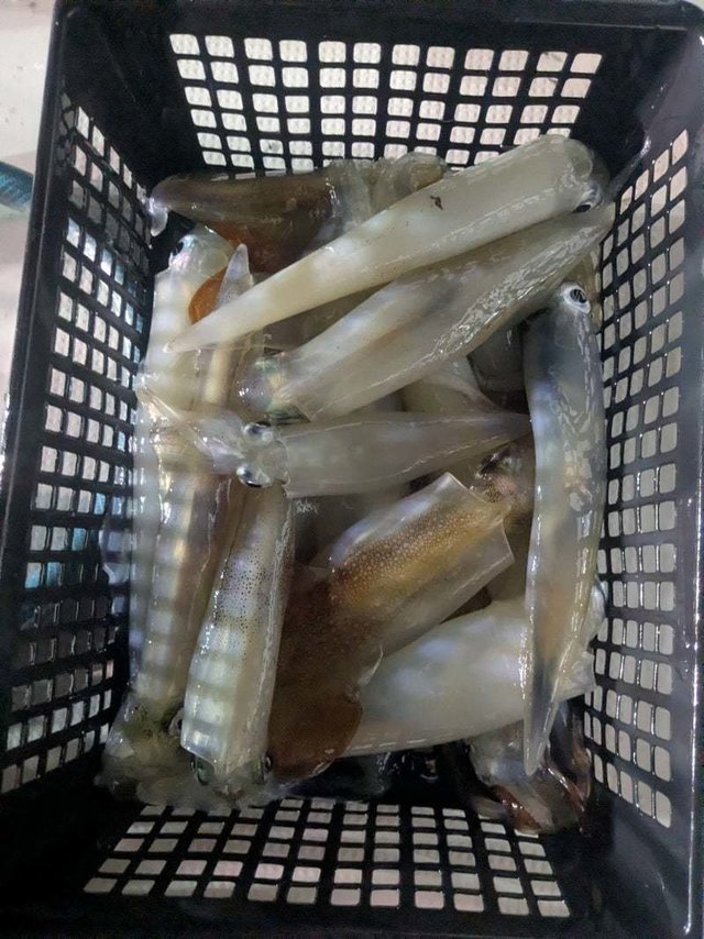 アカイカ(ケンサキイカ)
