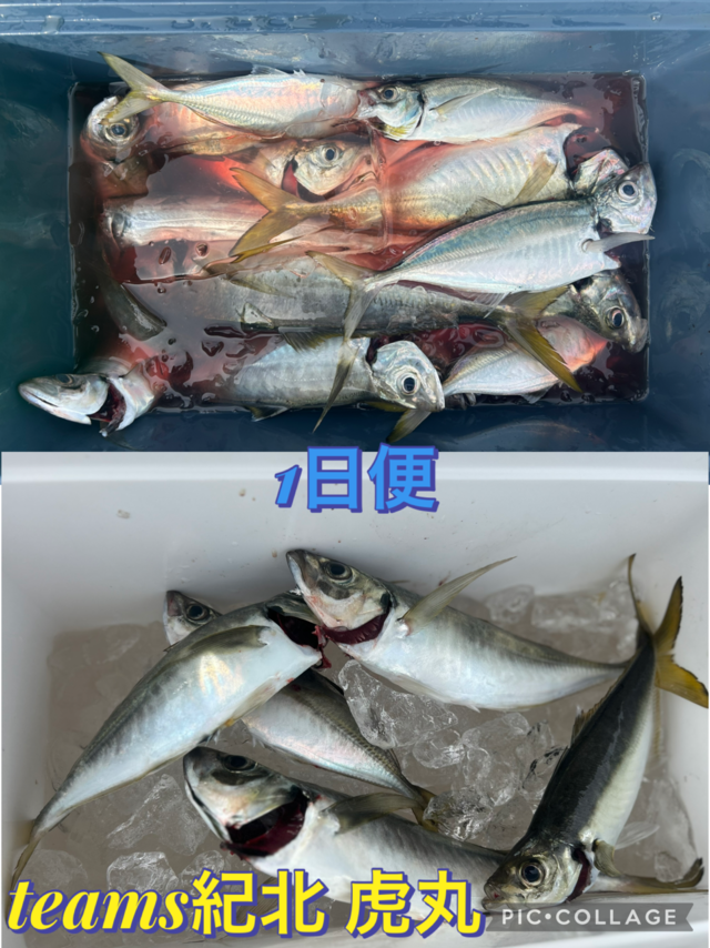 アジ(マアジ)