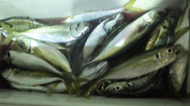 アジ(マアジ)