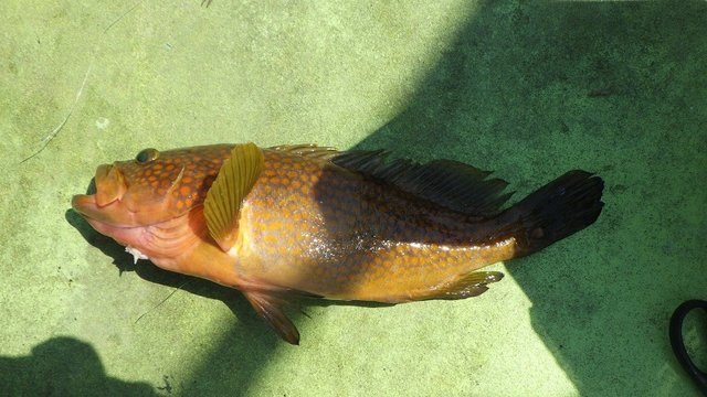 キジハタ