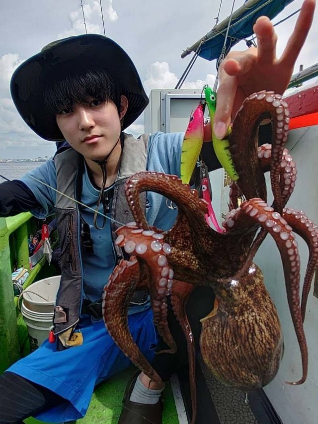 マダコ
