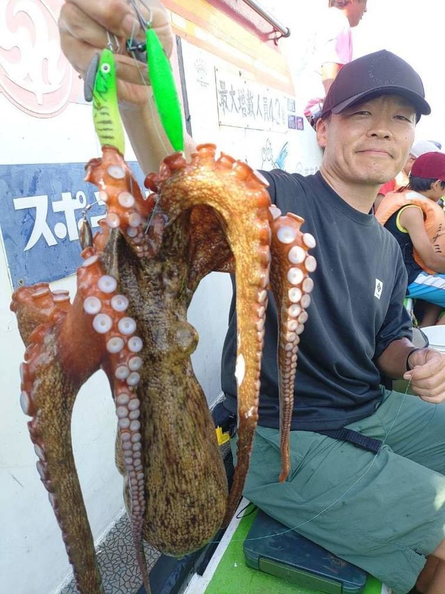マダコ