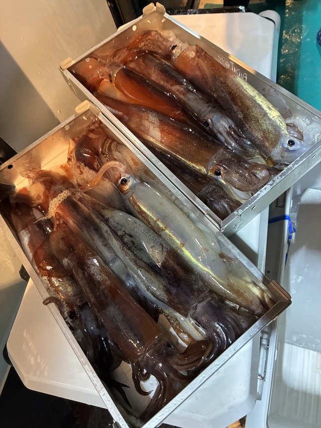 スルメイカ