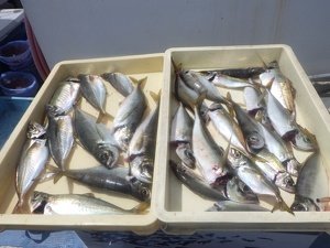 アジ(マアジ)