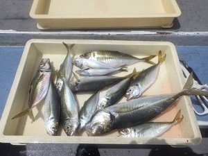 アジ(マアジ)