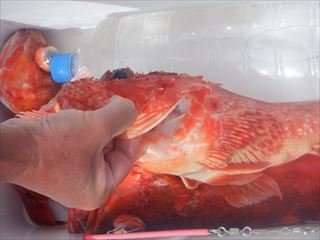オニカサゴ