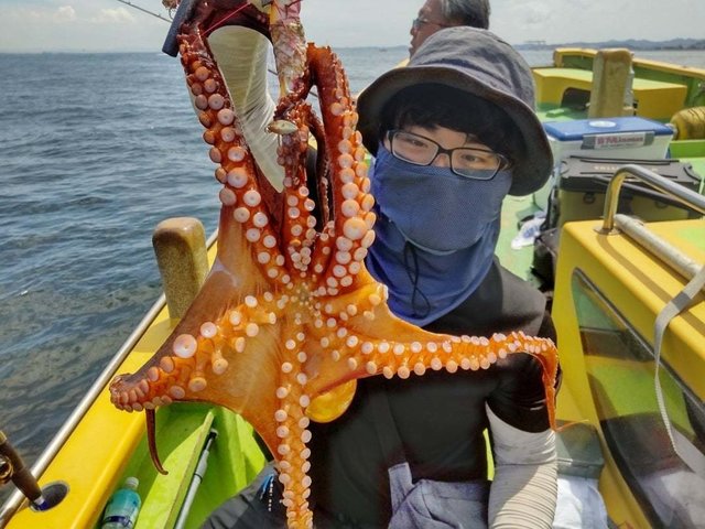 マダコ