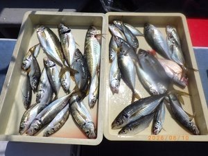 アジ(マアジ)