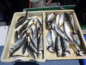 アジ(マアジ)