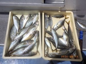 アジ(マアジ)