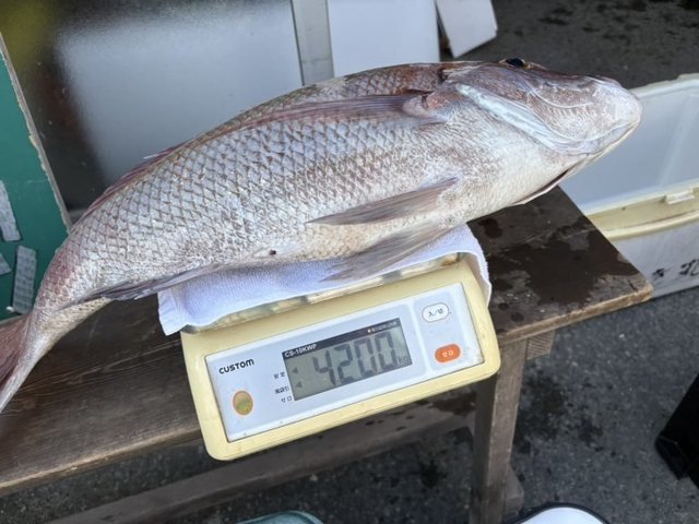 マダイ