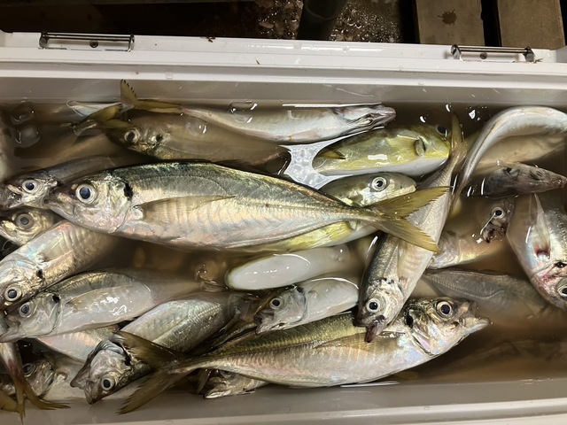 アジ(マアジ)