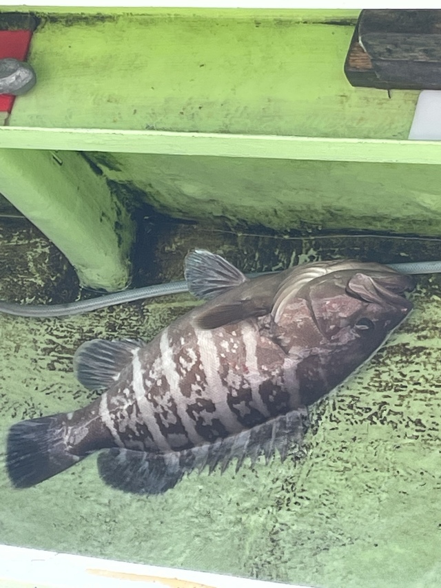 マハタ