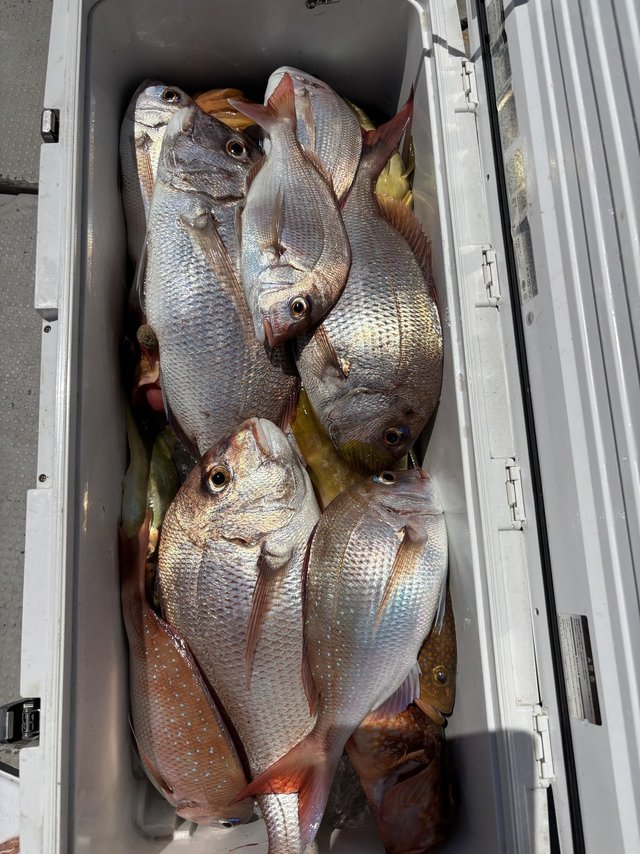 マダイ