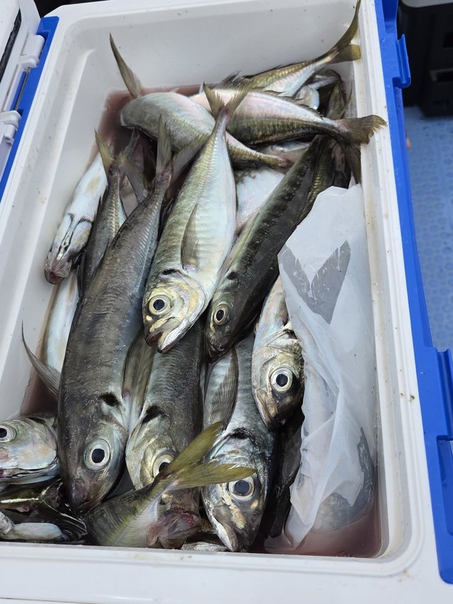 マアジ