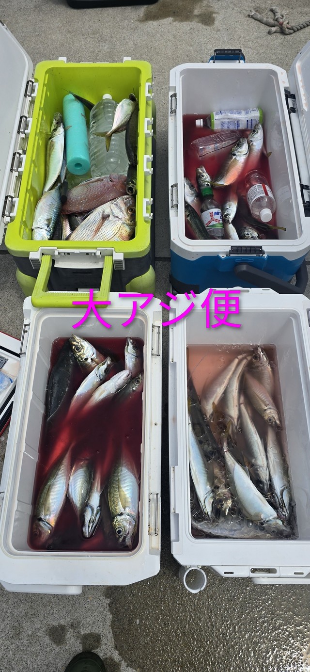 アジ(マアジ)