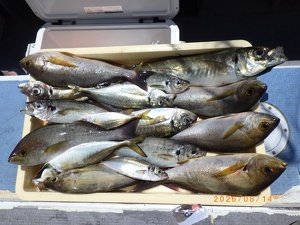 アジ(マアジ)・イサキ