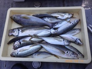 アジ(マアジ)・イサキ